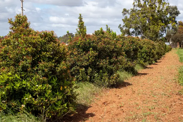 Third view of Homely land listing, LOT Lot 2, 17 McEdward Street, Merbein VIC 3505
