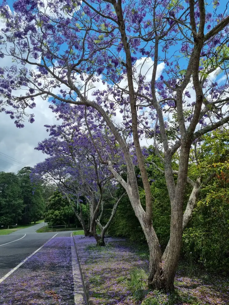 Sixth view of Homely land listing, 7/25 Pavilion Street, Pomona QLD 4568