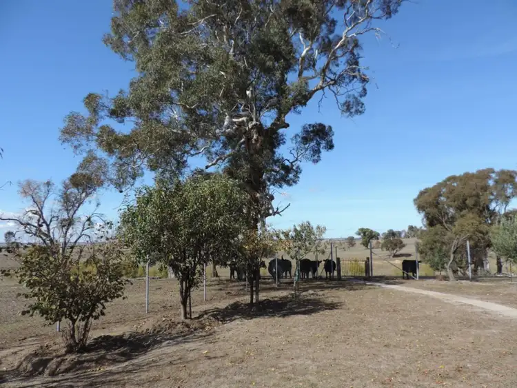 Sixth view of Homely rural property listing, 304 Dawsons Creek Road, Pejar NSW 2583