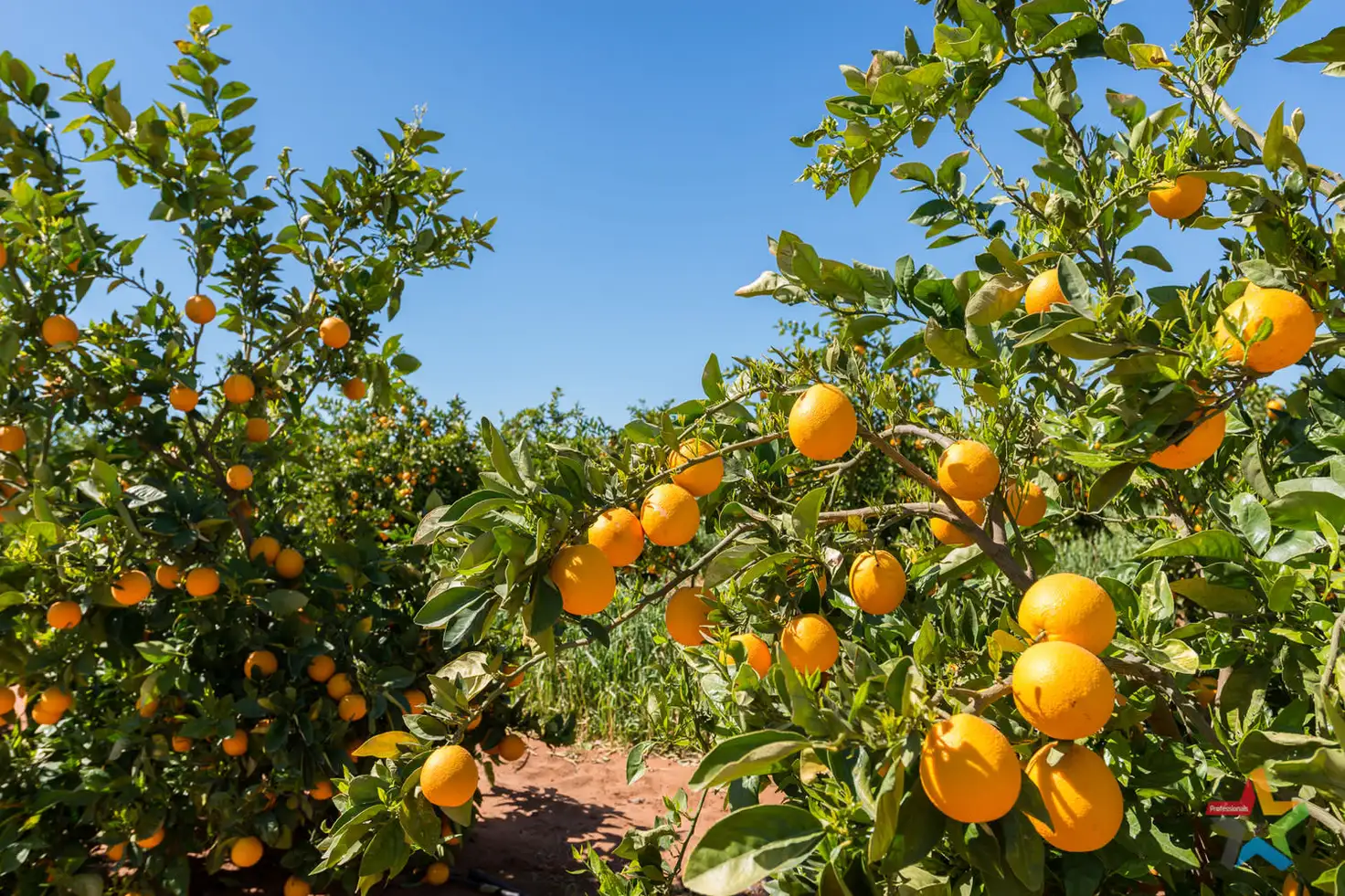 Main view of Homely rural property listing, 2940 Kulkyne Way, Colignan VIC 3494