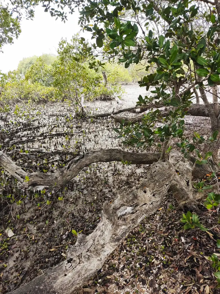 Fourth view of Homely land listing, 53 Beelong Street, Macleay Island QLD 4184