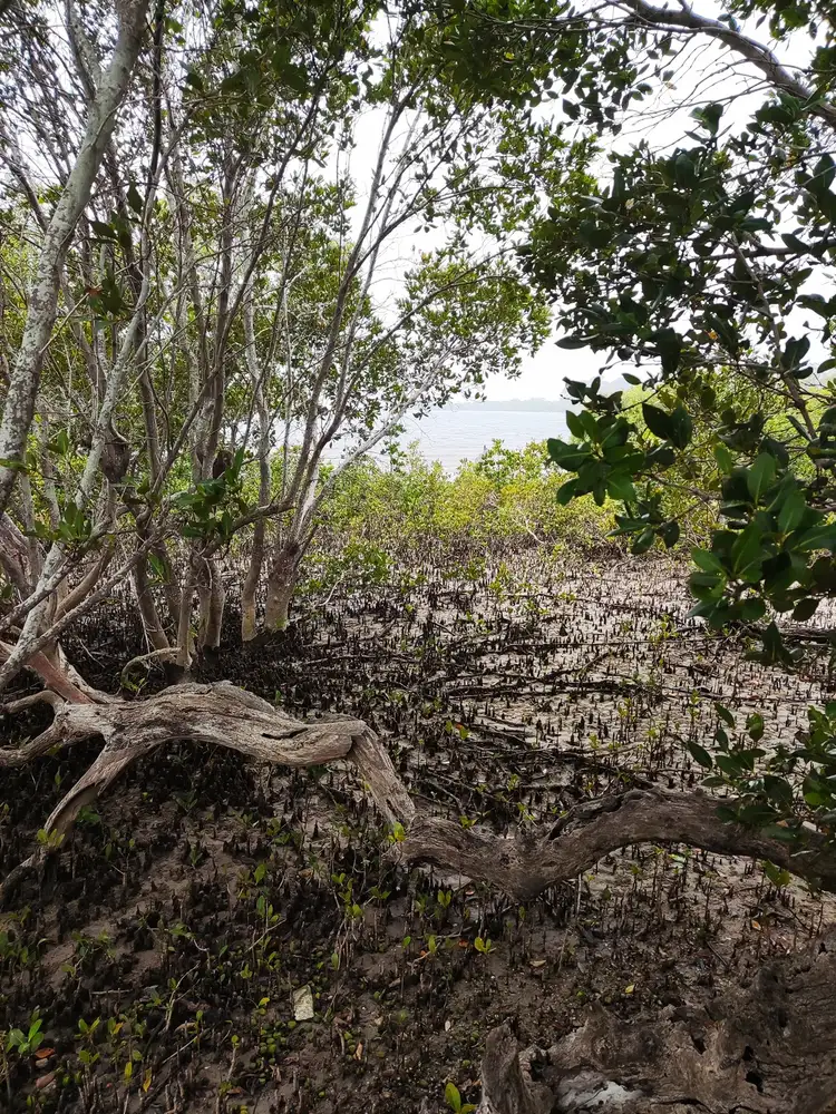 Sixth view of Homely land listing, 53 Beelong Street, Macleay Island QLD 4184