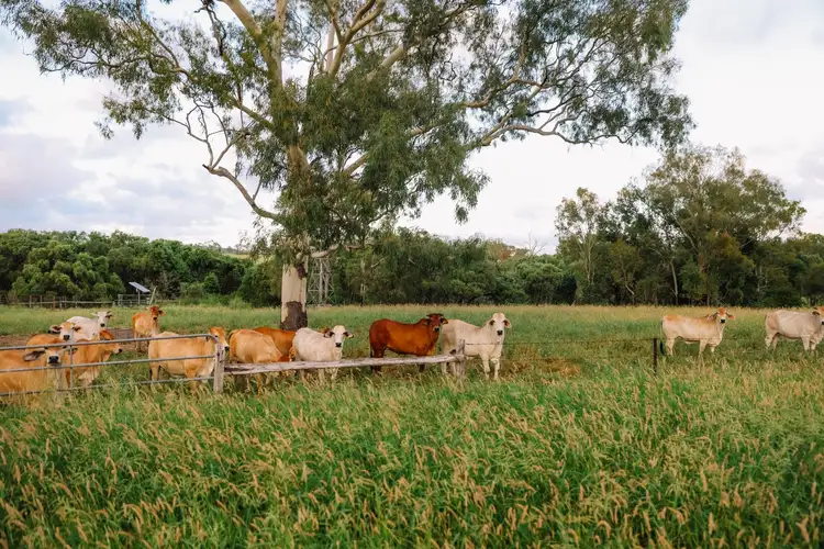 Fourth view of Homely rural property listing, 124 Lee Farm Road, Bushley QLD 4702