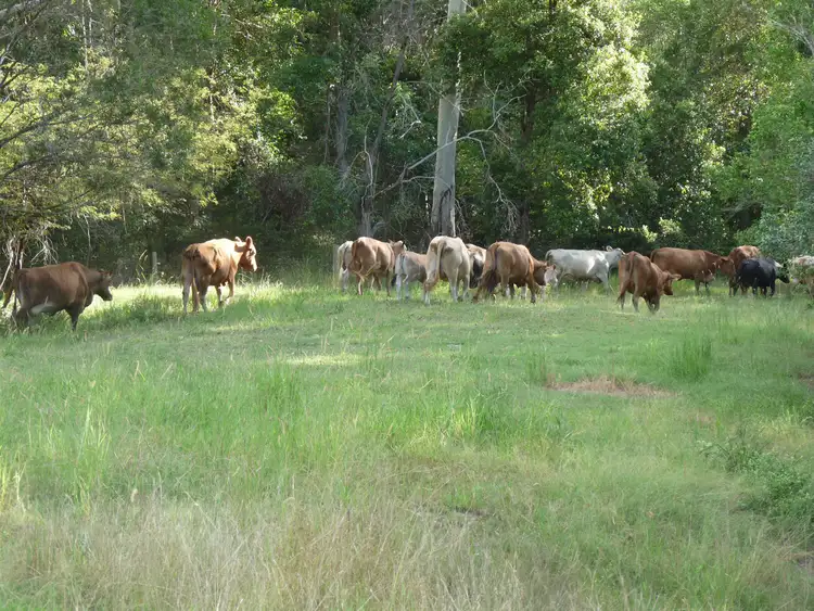 Third view of Homely rural property listing, Lot 47 Cullinane Road, Mothar Mountain QLD 4570