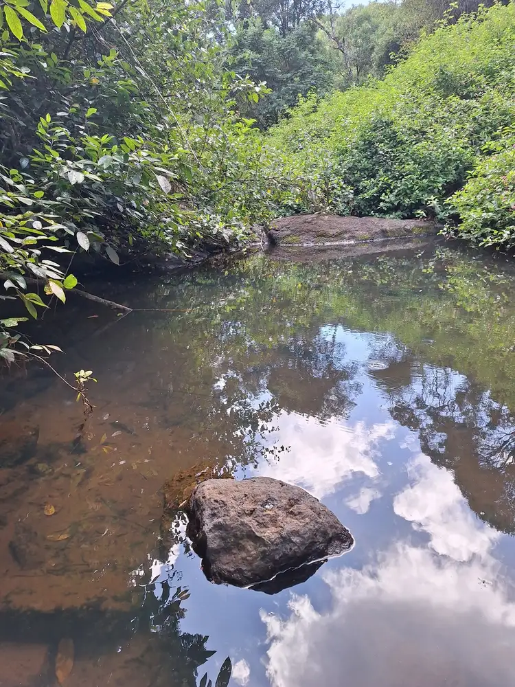 Fifth view of Homely rural property listing, 245 Koonorigan Road, Koonorigan NSW 2480