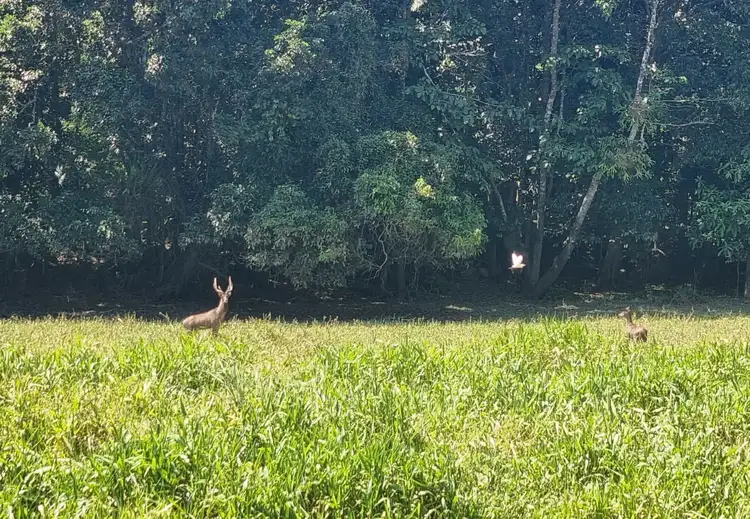 Sixth view of Homely rural property listing, Lot 9&10 Kruckow Road, East Russell QLD 4861