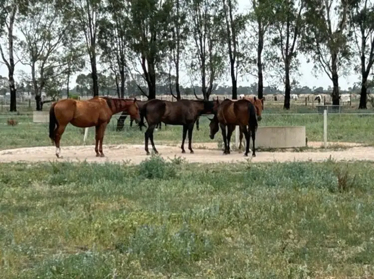 Seventh view of Homely rural property listing, 196 Congupna West Road, Zeerust VIC 3634