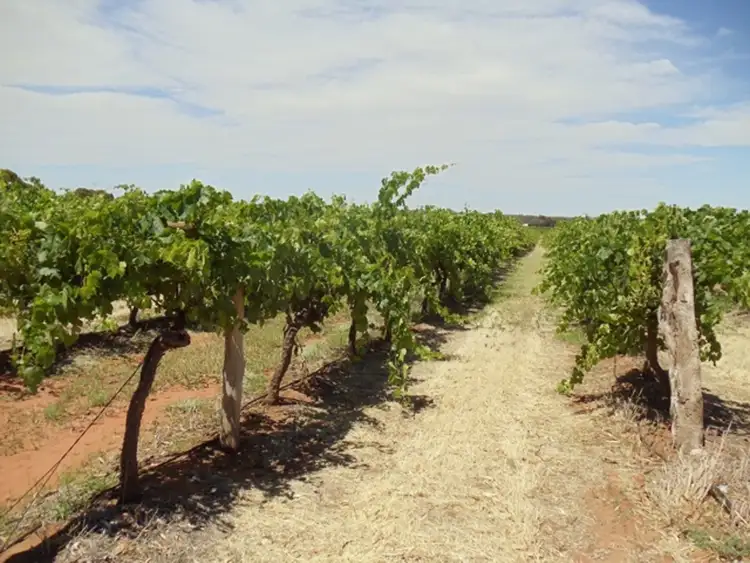 Main view of Homely rural property listing, 1 McLean Lane, Vinifera VIC 3591