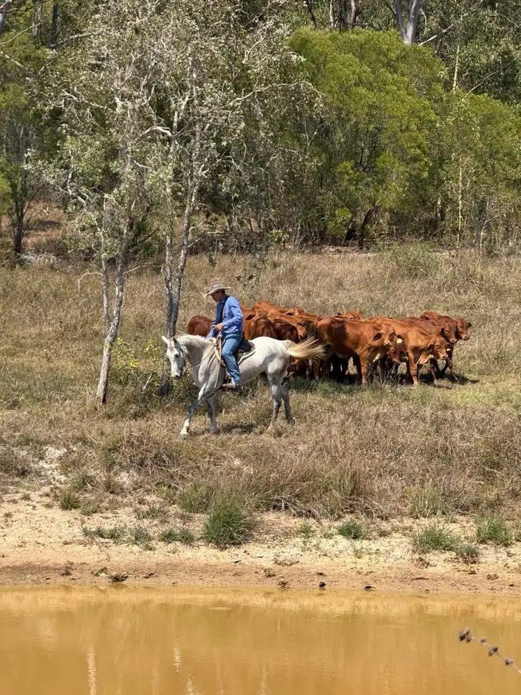 Fourth view of Homely rural property listing, 235 Coorooman Creek Road, Cawarral QLD 4702