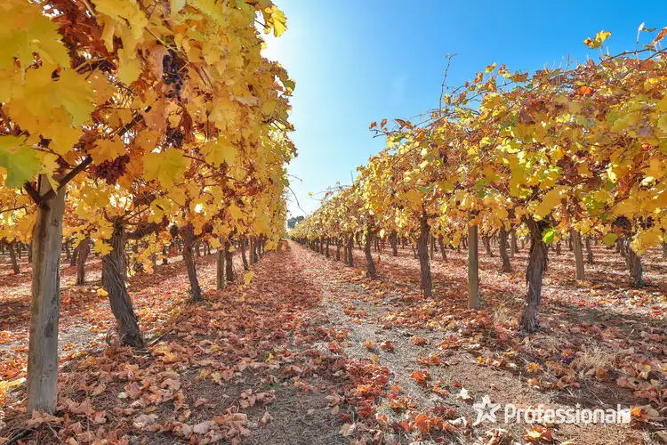 Fourth view of Homely rural property listing, 431 Woomera Avenue, Red Cliffs VIC 3496