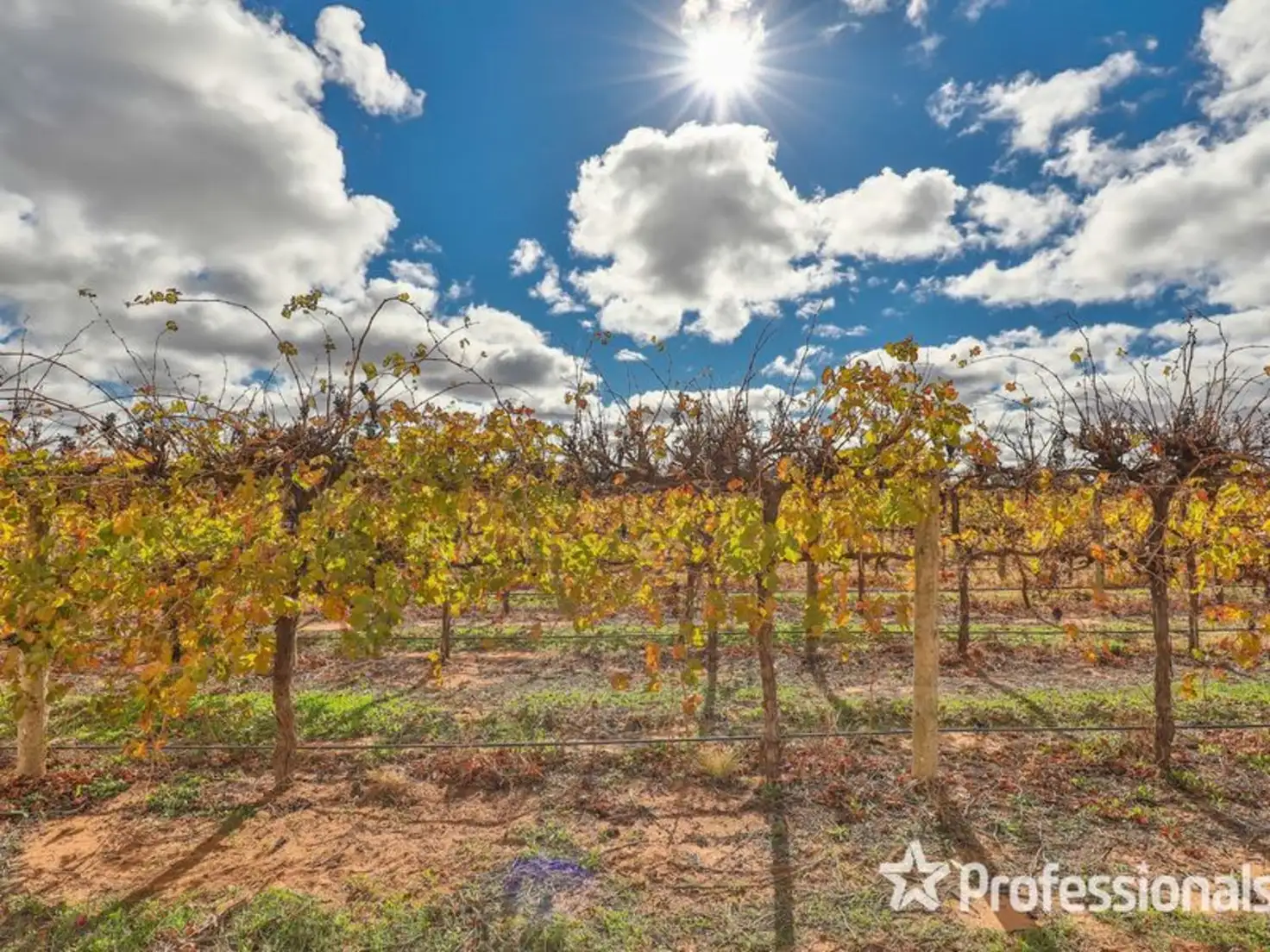 Main view of Homely rural property listing, 8514 Calder Highway, Red Cliffs VIC 3496