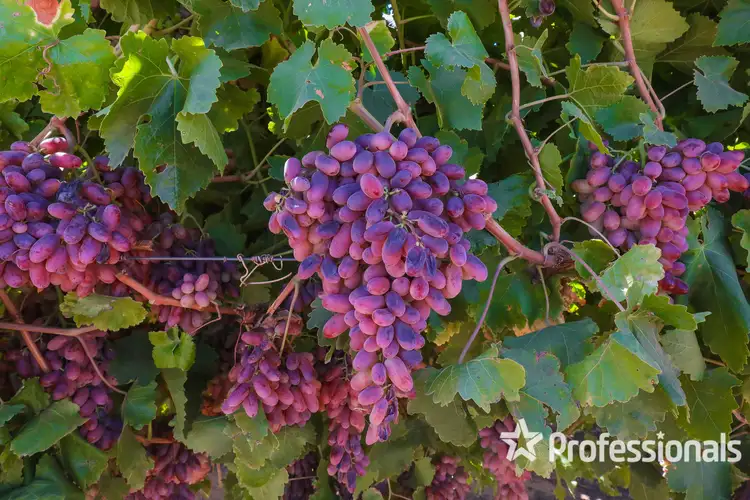 Second view of Homely rural property listing, 344 Fifth Street, Merbein VIC 3505