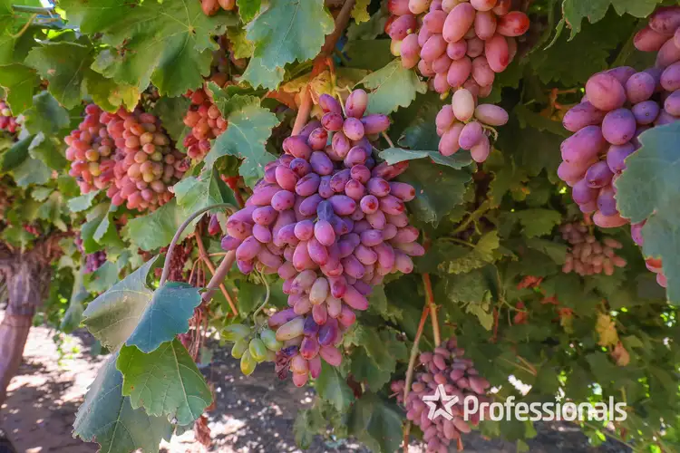 Fifth view of Homely rural property listing, 344 Fifth Street & 444 Cowanna Avenue, Merbein VIC 3505