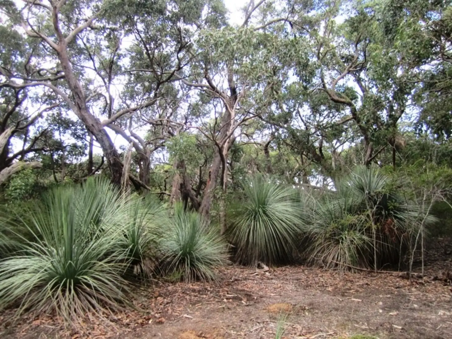 Main view of Homely rural property listing, Lot 15 Rarkang Road, Silverton SA 5204