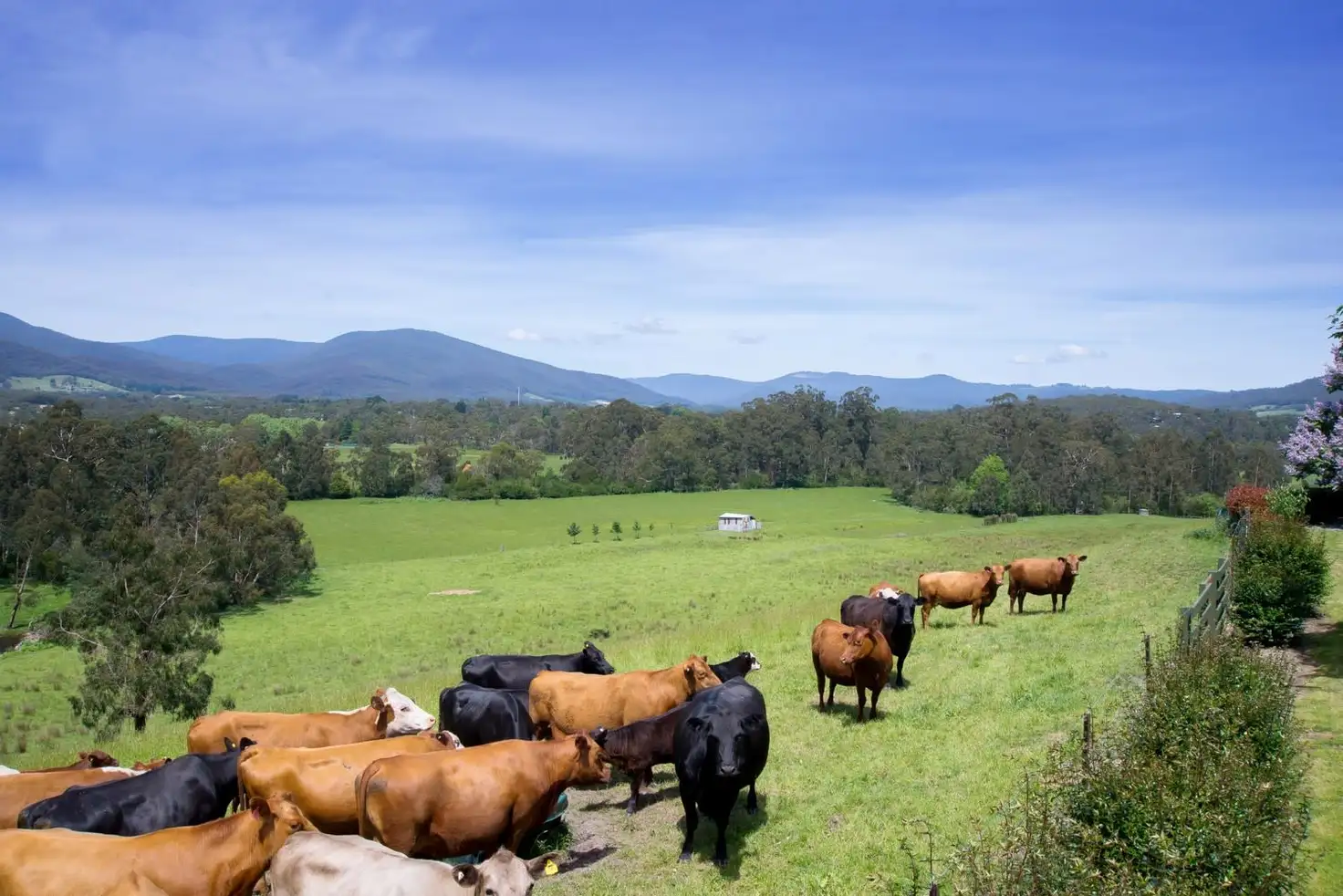 Main view of Homely house listing, 530 Station Road, Wesburn VIC 3799
