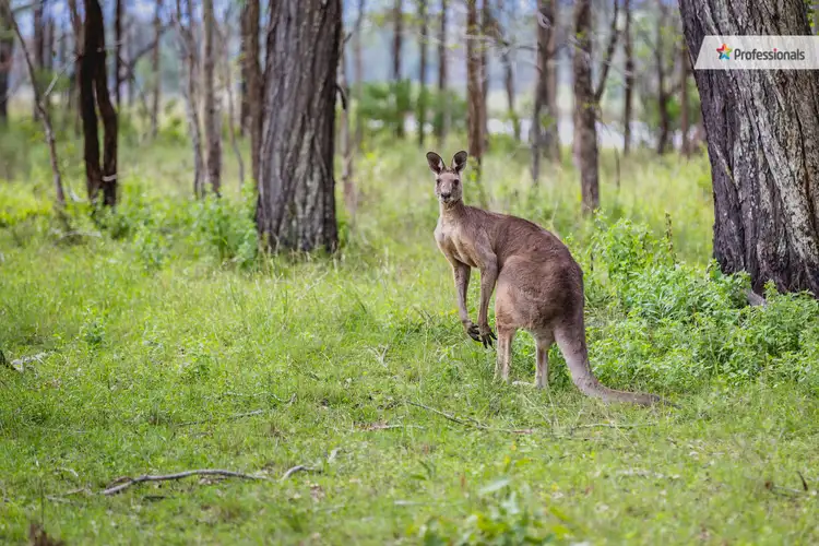 Third view of Homely land listing, 55 Jamie Avenue, Curra QLD 4570