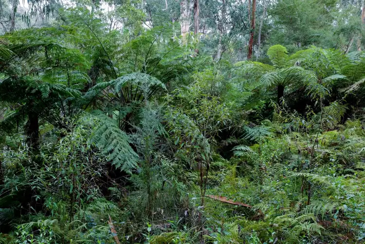 Sixth view of Homely land listing, 205 Britannia Creek Road, Wesburn VIC 3799