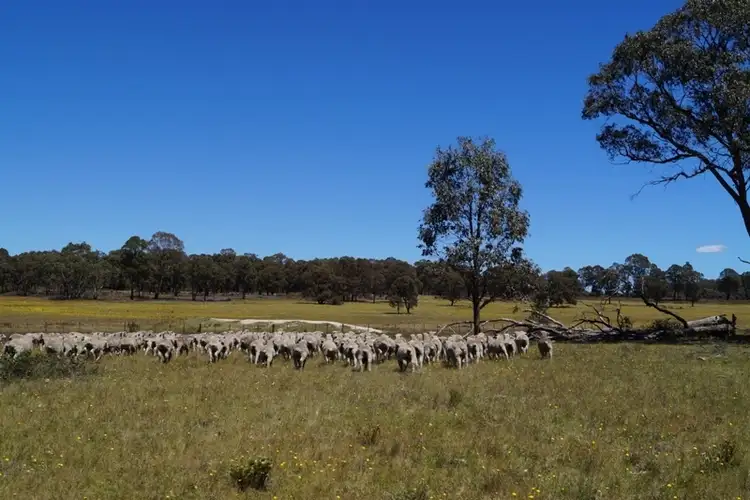 Seventh view of Homely rural property listing, 773 Loxton Road, Guyra NSW 2365