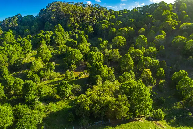 Sixth view of Homely rural property listing, 103 Dudgeons Road, Mullumbimby NSW 2482