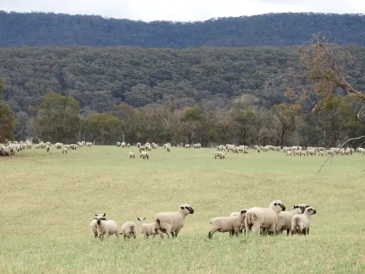 Seventh view of Homely rural property listing, Lot 4 Towrang Road, Towrang NSW 2580