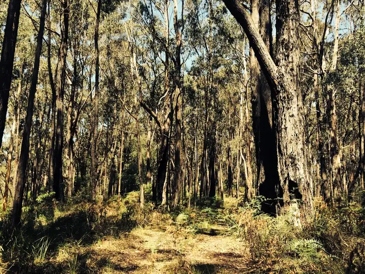 Second view of Homely rural property listing, Lot 1 Whitelaws Track, Budgeree VIC 3870