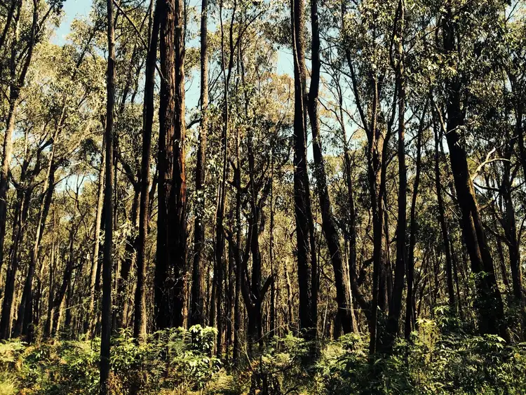 Fourth view of Homely rural property listing, Lot 1 Whitelaws Track, Budgeree VIC 3870