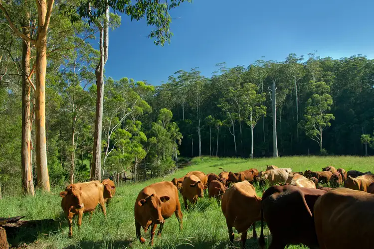 Third view of Homely rural property listing, 589 Newmans Road, Wootton NSW 2423