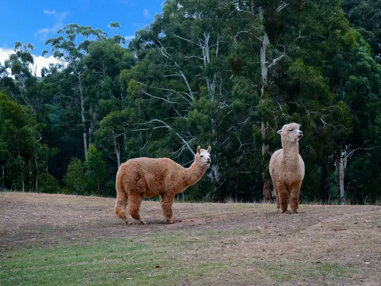 Fourth view of Homely house listing, 80 Willis Road, Hoddles Creek VIC 3139