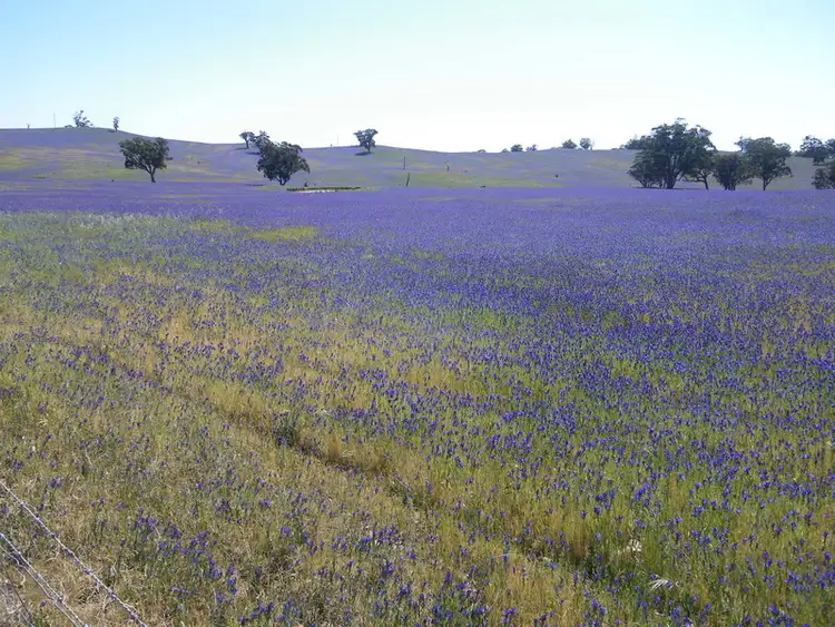 Second view of Homely rural property listing, Lot 589 Rosslyn Road, Murray Town SA 5481