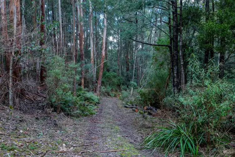 Seventh view of Homely rural property listing, 195 Mt Bride Road, Three Bridges VIC 3797