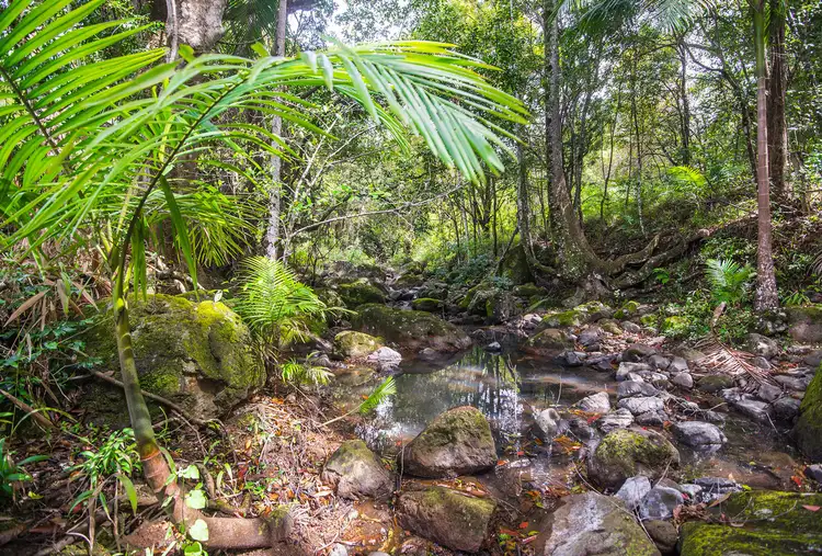 Third view of Homely rural property listing, 731 Left Bank Road, Mullumbimby Creek NSW 2482