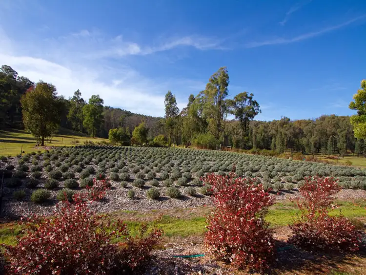 Third view of Homely rural property listing, 1556 Maroondah Highway, Buxton VIC 3711