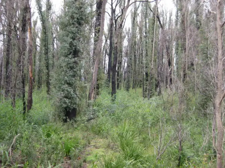 Fourth view of Homely rural property listing, 990 Maroondah Highway, Narbethong VIC 3778