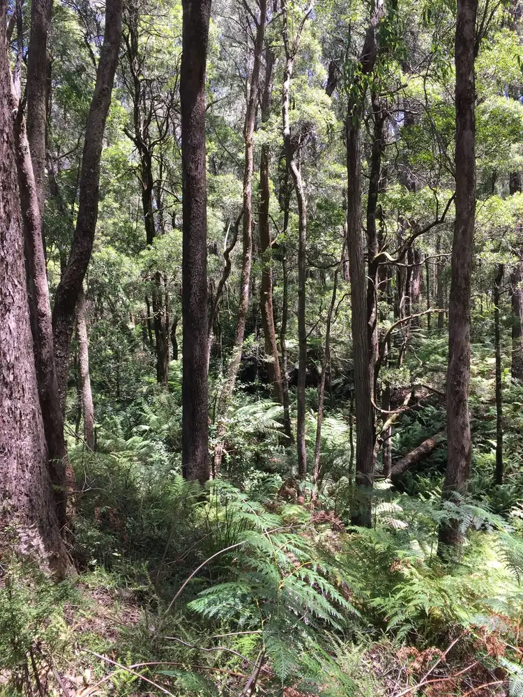 Fourth view of Homely land listing, 129 Manby Road, Narbethong VIC 3778