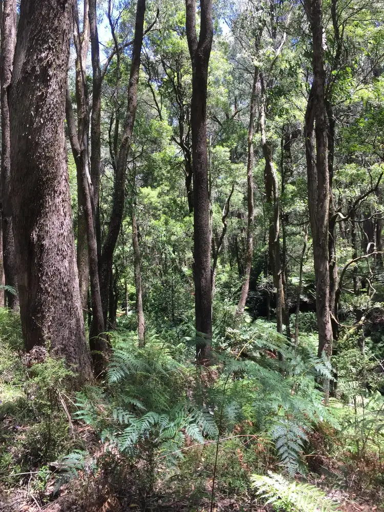 Fifth view of Homely land listing, 129 Manby Road, Narbethong VIC 3778