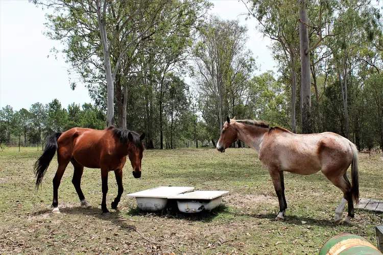 Third view of Homely house listing, 203 Scott Lane, North Maclean QLD 4280