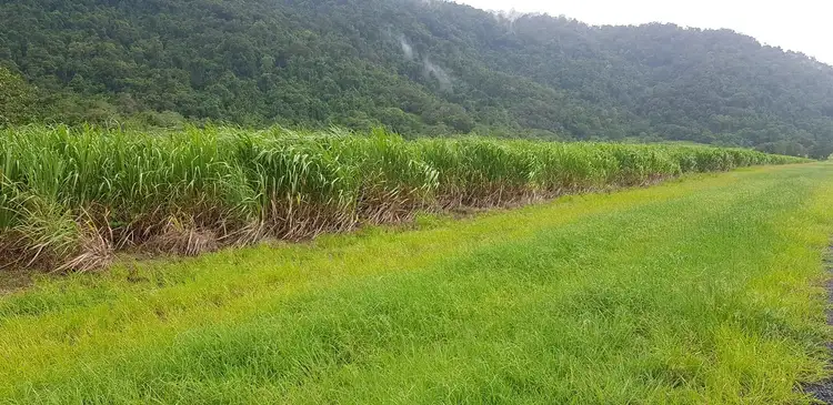 Fourth view of Homely rural property listing, 557 Barbagallo Road, Aloomba QLD 4871