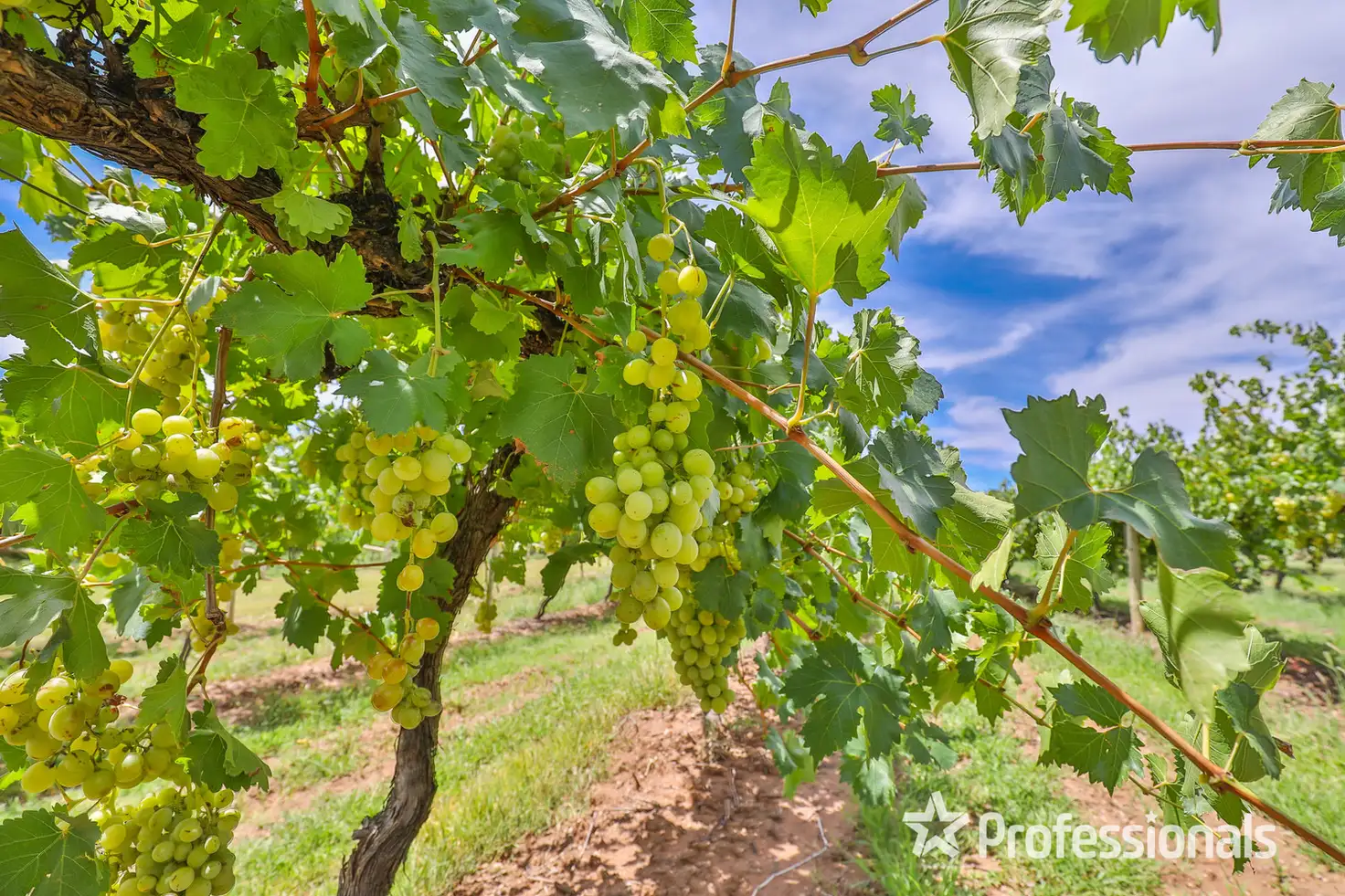 Main view of Homely rural property listing, 582 Nineteenth Street, Mildura VIC 3500