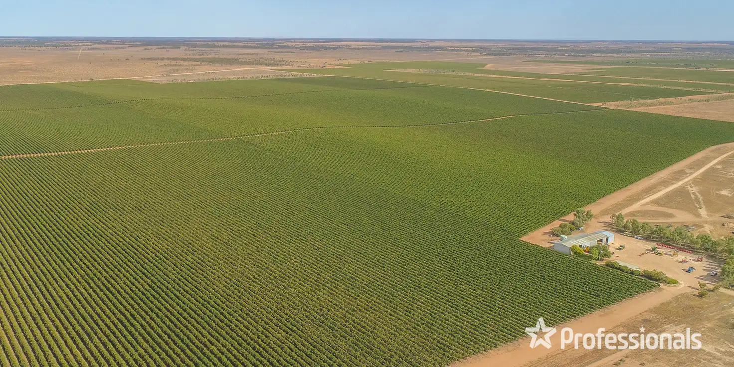 Main view of Homely rural property listing, 347 Lower Darling Road, Wentworth NSW 2648