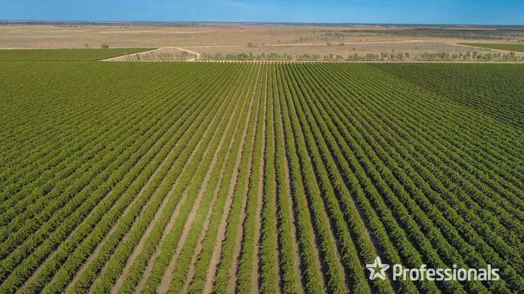 Fifth view of Homely rural property listing, 347 Lower Darling Road, Wentworth NSW 2648