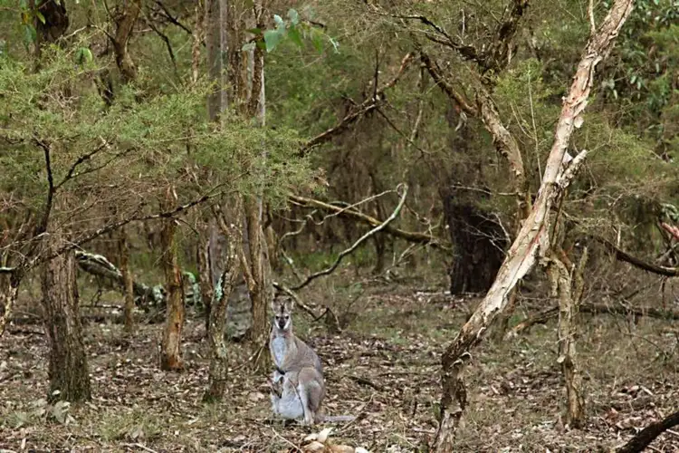 Third view of Homely land listing, LOT Lot 10, 607 Duns Creek Road (Botanic Ridge Estate), Duns Creek NSW 2321