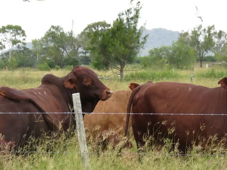 Third view of Homely rural property listing, 253 Kelsey Road, Bowen QLD 4805