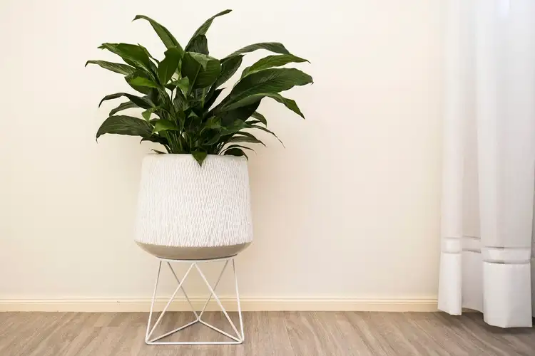 Sixth view of Homely house listing, 7 Tahlee Place, Medowie NSW 2318