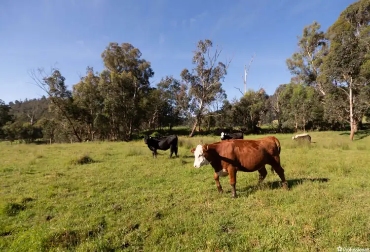 52 Maryton Lane, Marysville VIC 3779