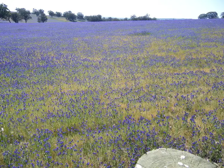 Third view of Homely rural property listing, Lot 589 Rosslyn Road, Murray Town SA 5481