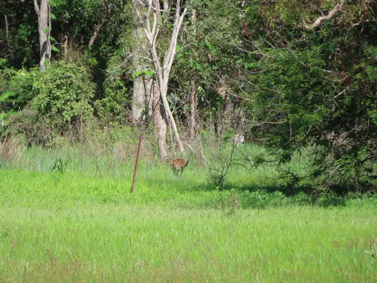 Fourth view of Homely rural property listing, 261 West Euri Road, Bowen QLD 4805