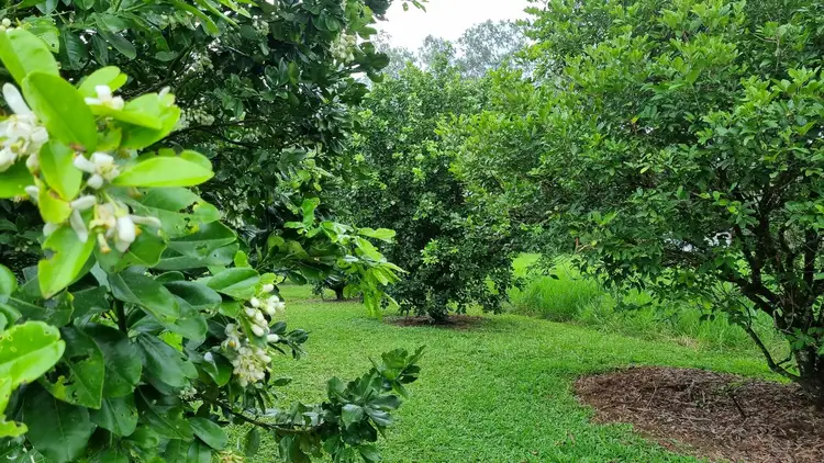 Fifth view of Homely rural property listing, 133 Daly Road, Camp Creek QLD 4871