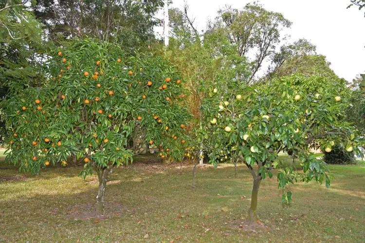 Fourth view of Homely house listing, 337 Kings Creek Road, Lawrence NSW 2460