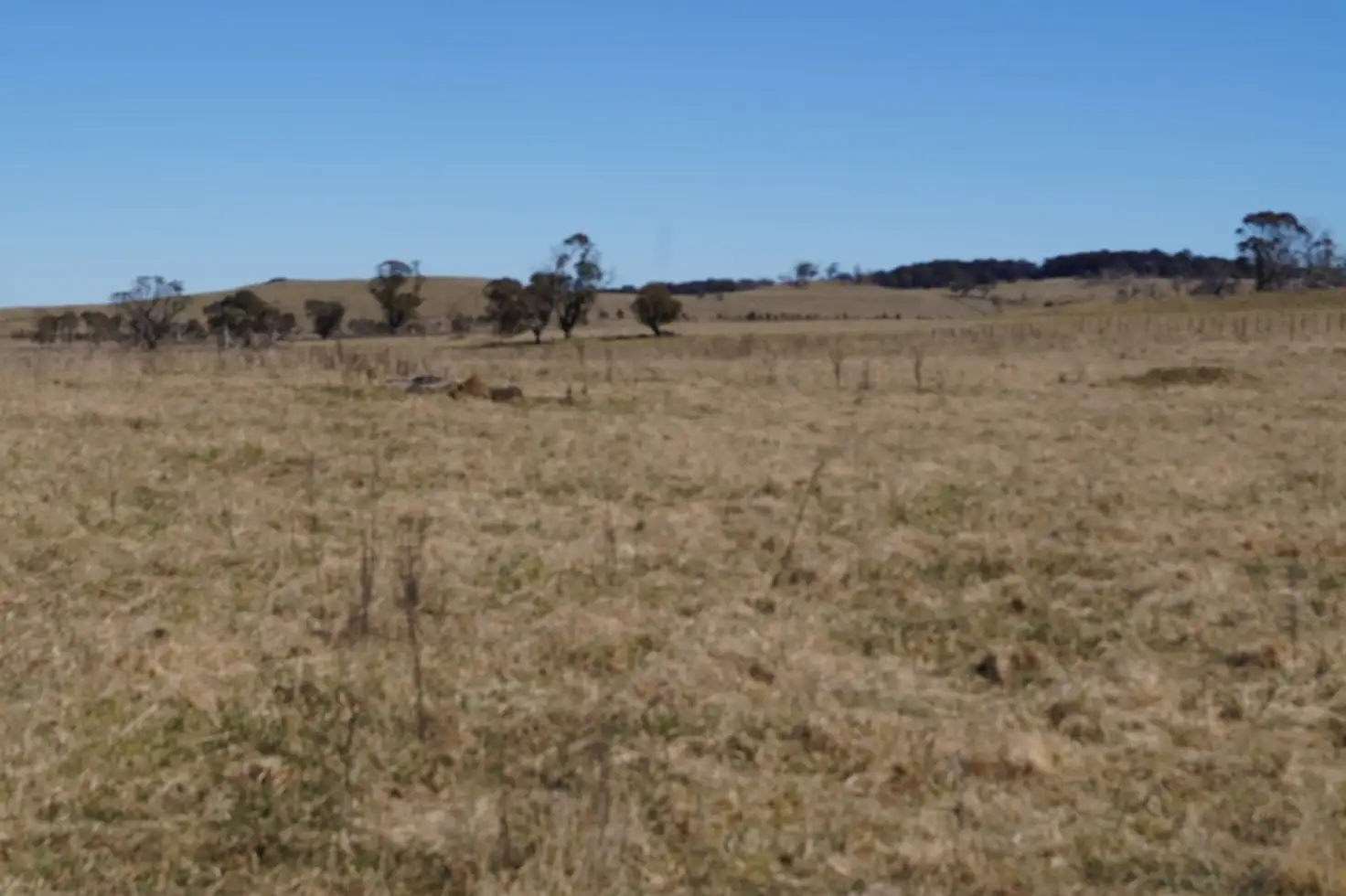 Main view of Homely rural property listing, 1350 Wards Mistake Road, Guyra NSW 2365
