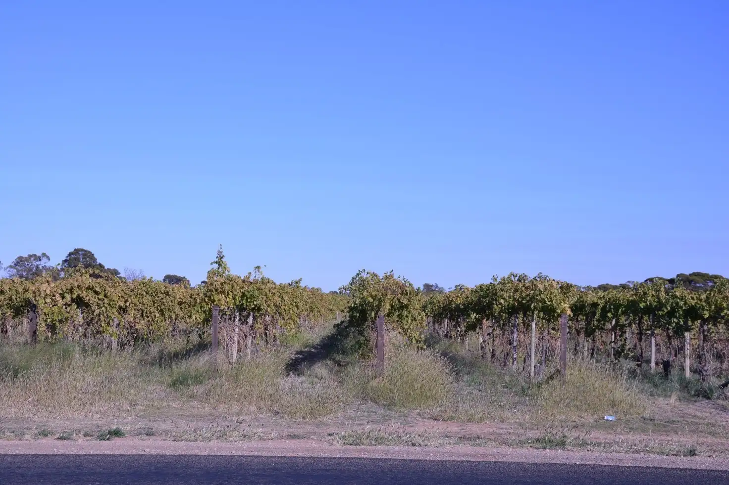 Main view of Homely rural property listing, 30 - 80 Dairtnunk Avenue, Irymple VIC 3498